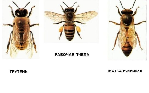 Пчелы матка трутень рабочая пчела