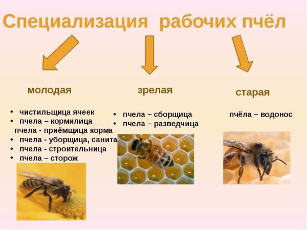 Специализация рабочих пчел