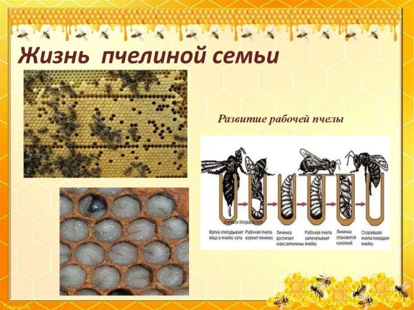 Иерархия пчелиной семьи