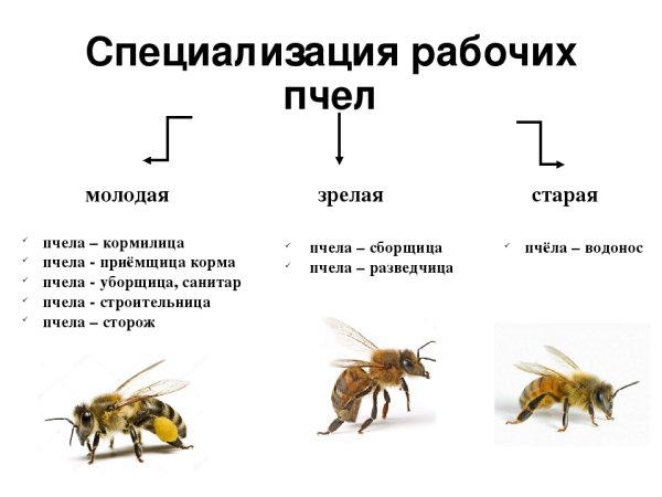 Состав пчелиной семьи схема