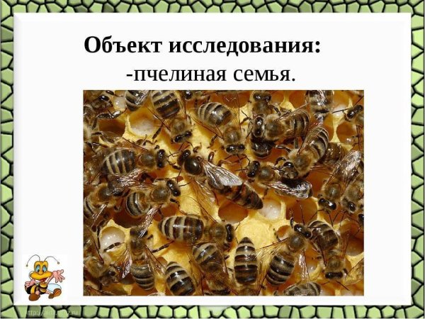 Пчелиная семья