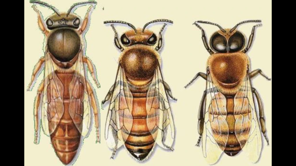 Картинки семью пчел (46 фото)