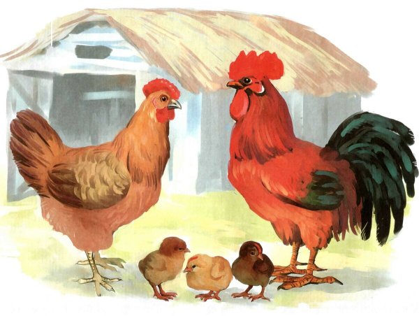 Картинки семья курицы (43 фото)