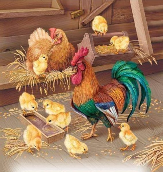 Курица и петух