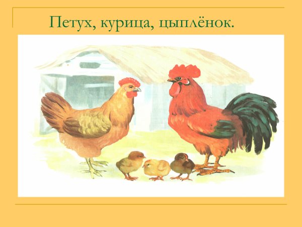 Петушок курица и цыплята