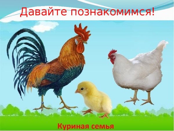 Домашние птицы и их семейства