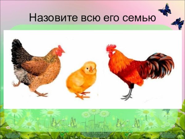 Домашние животные для детей курица
