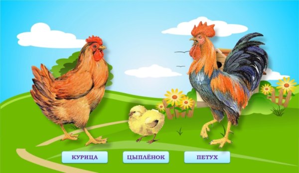 Петух курица цыпленок