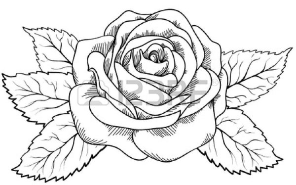Цветы для срисовки розы