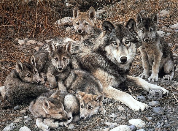 Семья волков в горах