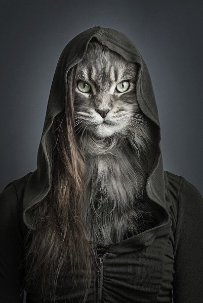 Кот в капюшоне