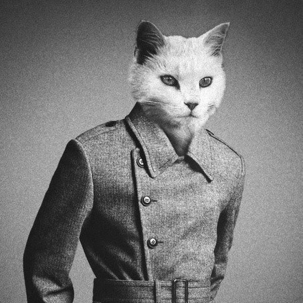 Котики в человеческой одежде