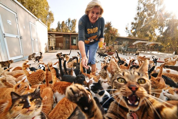 40 Кошек