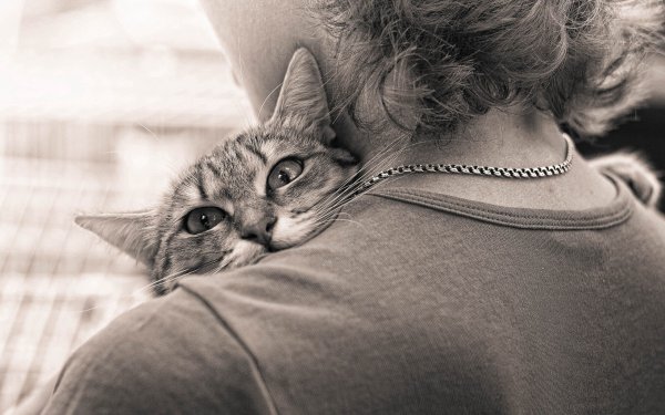 Кот обнимашки