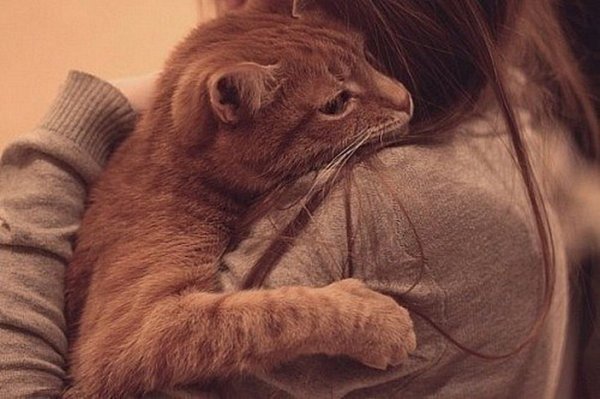 Девушка с рыжим котом