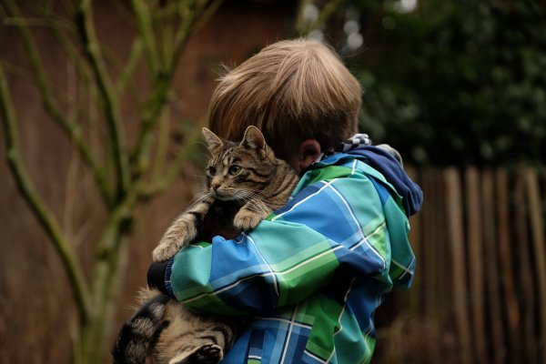 Кот обнимает
