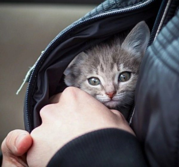 Котенок на руках
