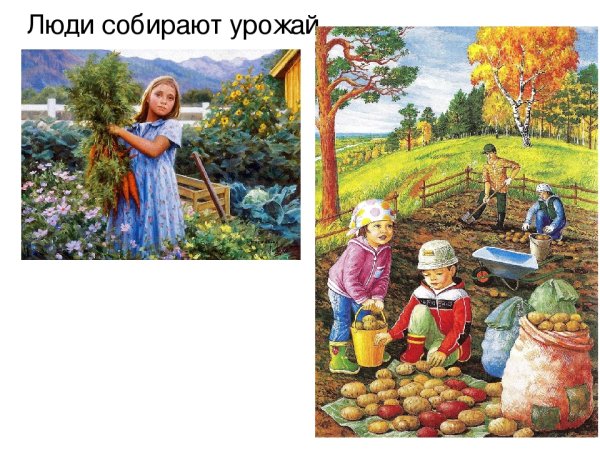 Собирают урожай осенью