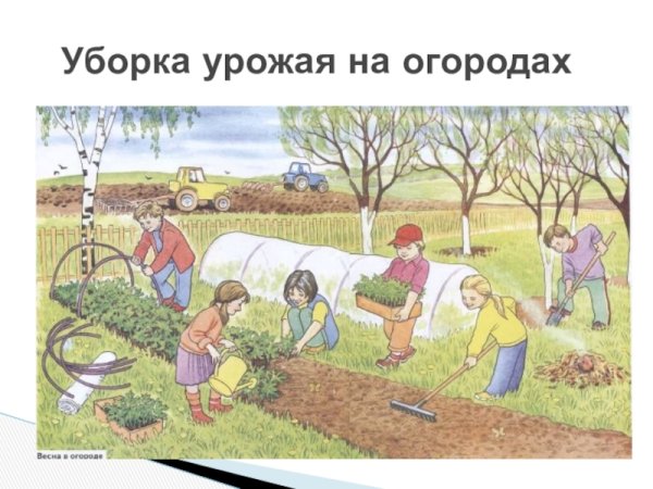 Труд людей в огороде осенью