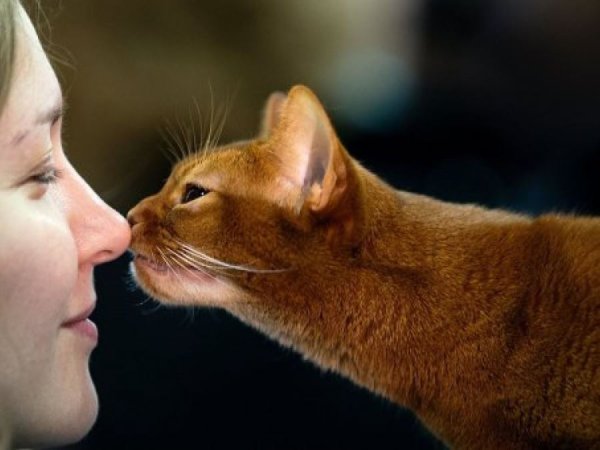Коты и люди