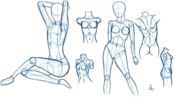 Анатомия человека для рисования