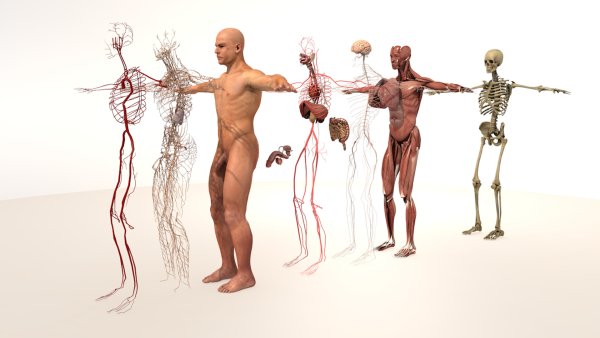 Анатомическая модель человека 3d