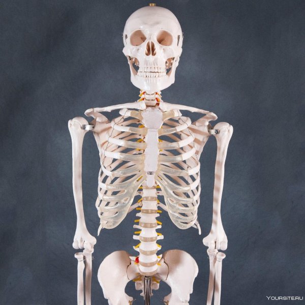 Скелет, Skeleton анатомия
