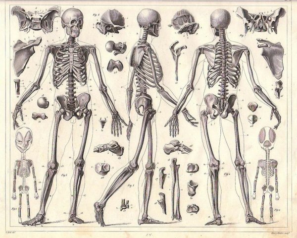 Картинки скелеты людей (48 фото)