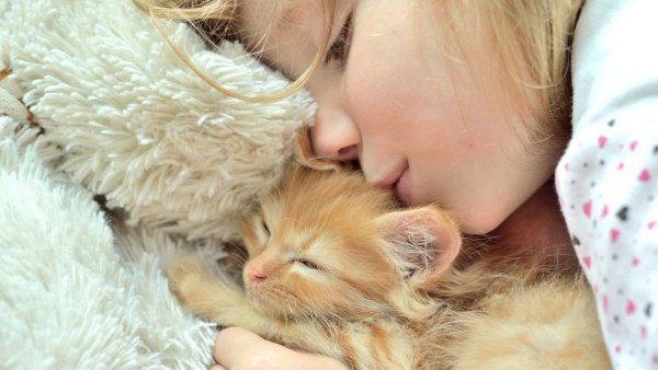 Девочка с котятами