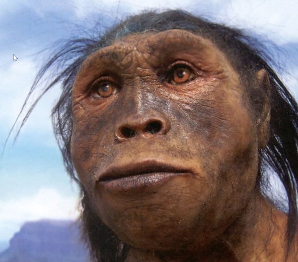 Homo хабилис