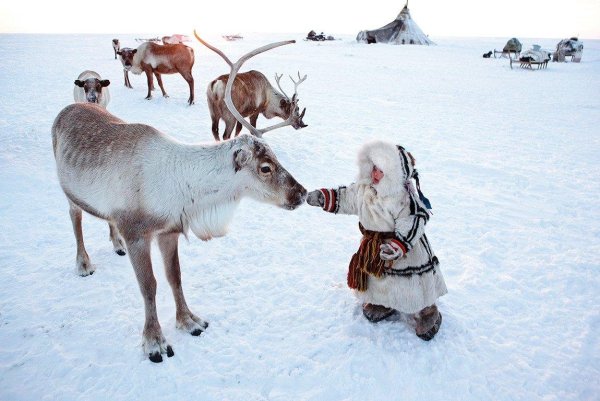 Северный олень тундра ненцы
