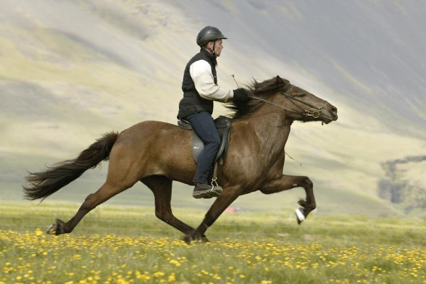 Наездник жокей всадник