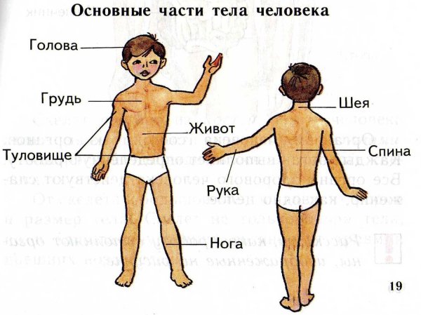 Основные части тела человека