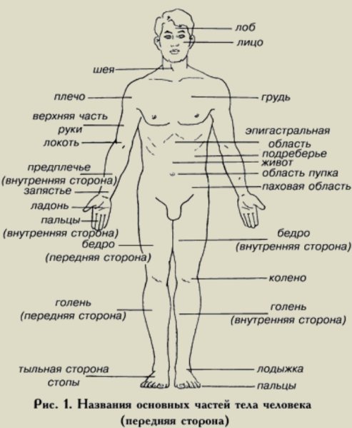 Анатомические названия частей тела
