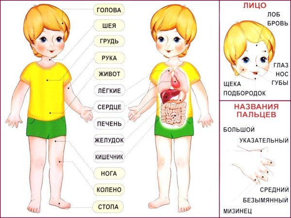 Тело человека для дошкольников