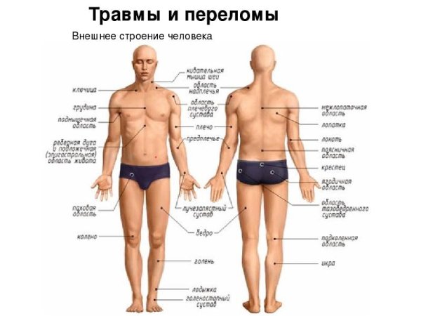 Название частей ттнла человкк