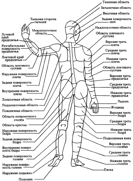 Части тела человека сзади названия