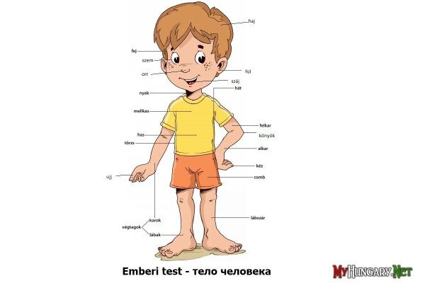 Части тела с названиями для детей