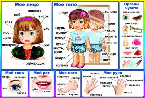 Части тела для дошкольников