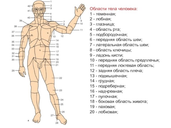 Анатомия название частей тела
