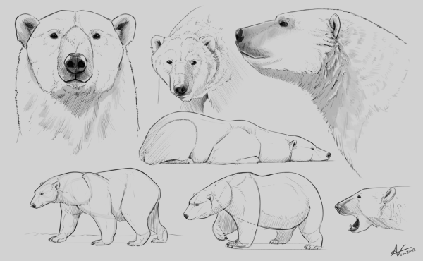 Белый медведь скетч