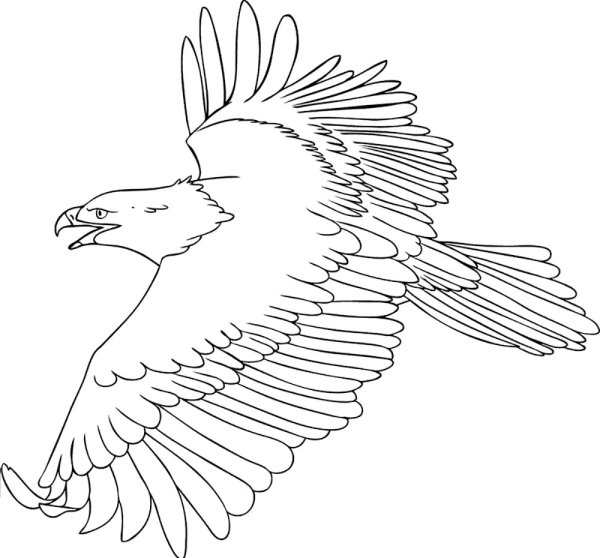 Орлан-белохвост белоголовый