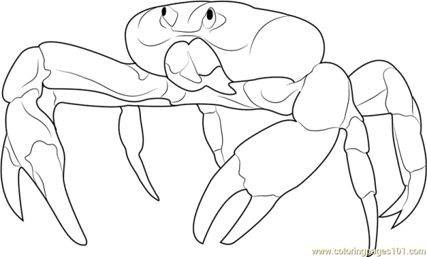 Кокосовый краб раскраска