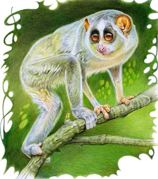Лори рисунок