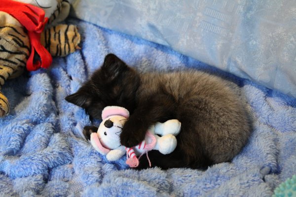 Спящий котик игрушка