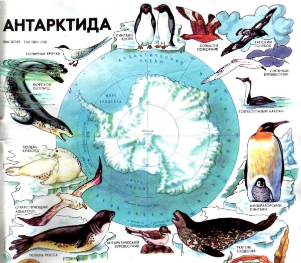 Карта природных зон Антарктиды