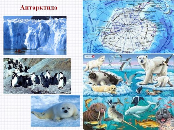 Животный мир Антарктиды карта