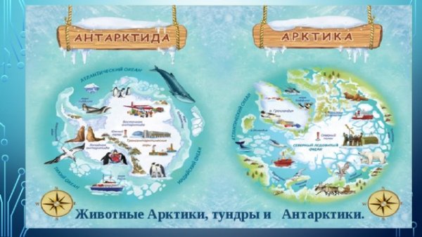 Арктика и Антарктида для дошкольников