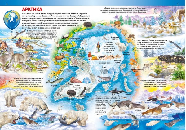 Животные Арктики и Антарктики для детей