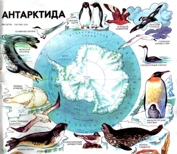 Животные Антарктиды учебник